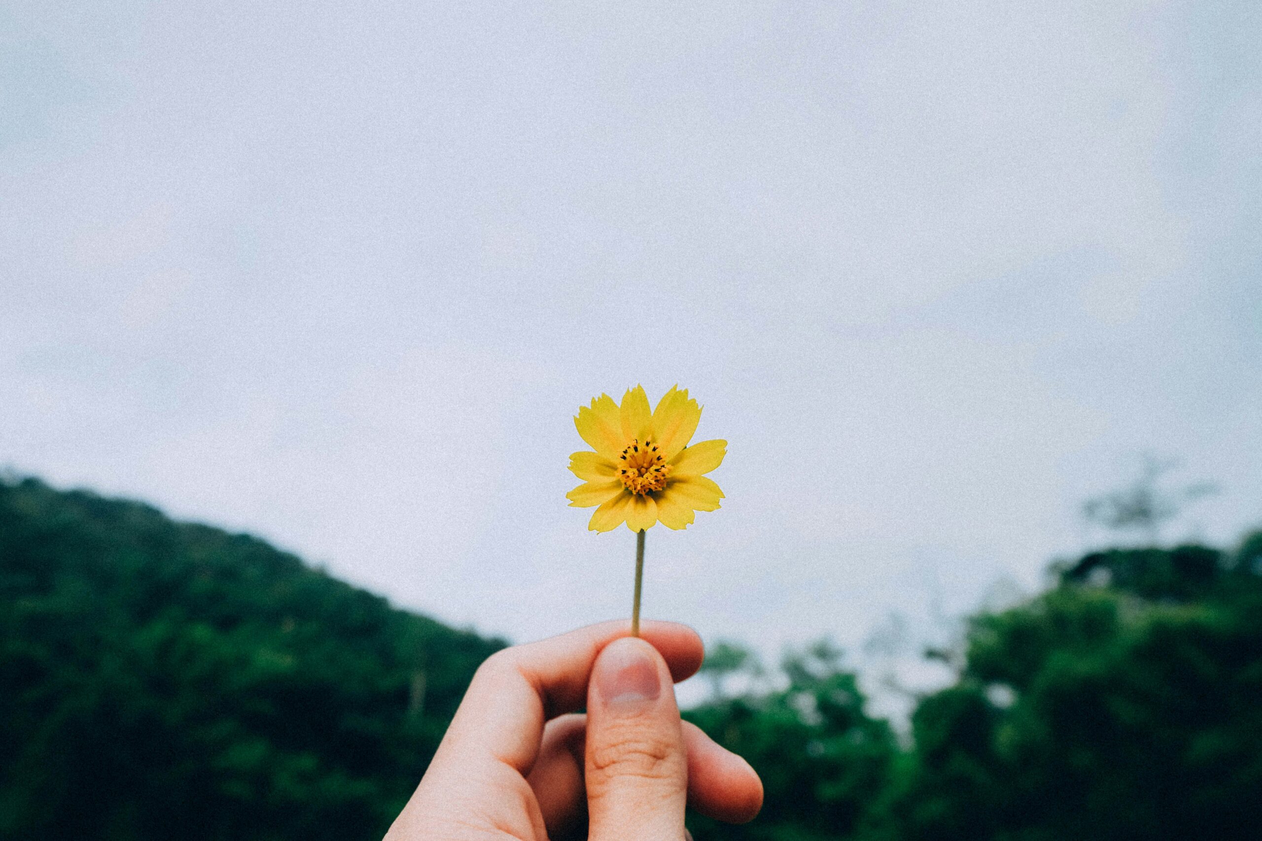 A hand holding a small yellow wildflower against a soft, cloudy sky with blurred green trees in the background, symbolising simplicity, mindfulness, and reconnecting with nature.