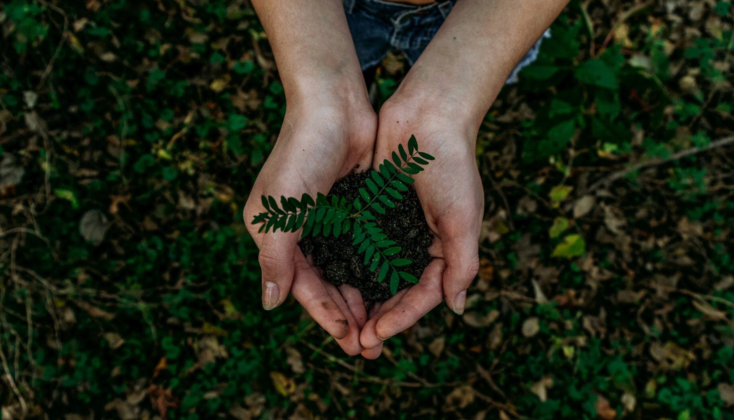 Close-up of a person’s hands gently holding a small green plant growing in soil, symbolising sustainable growth and aligned success — a visual metaphor for nurturing a career that supports health and well-being while living with chronic illness.